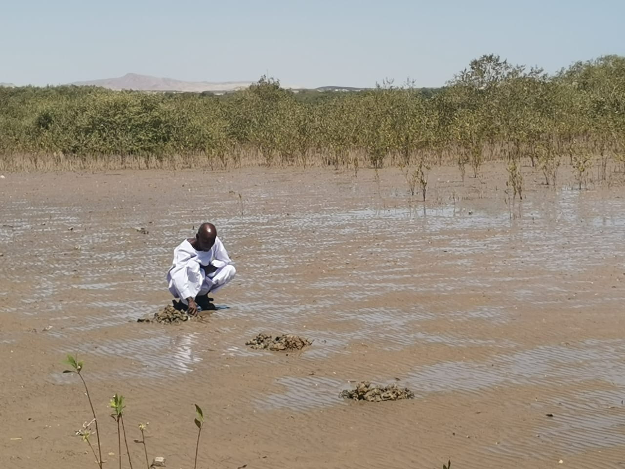 Mangrove restoration project image 7