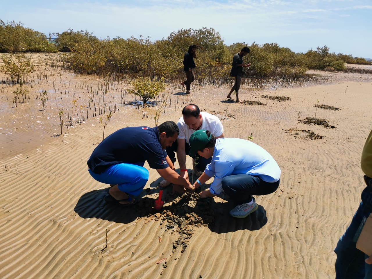 Mangrove restoration project image 8